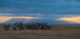 Elephants marched through Amboseli