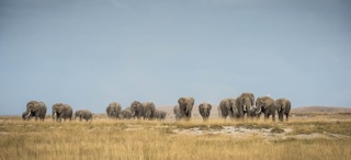  Elephants march through Amboseli