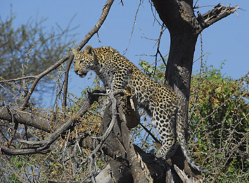 Leopard at Mombo