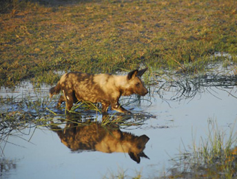 Wild Dog in Botswana