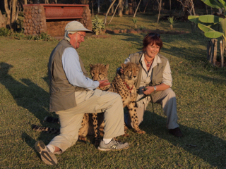 Visiting with the cheetahs
