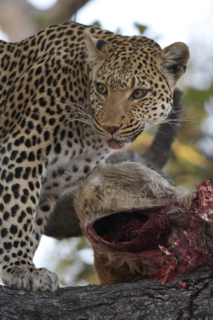 Leopard with kill