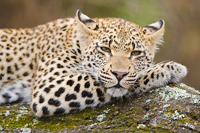 Leopard pose