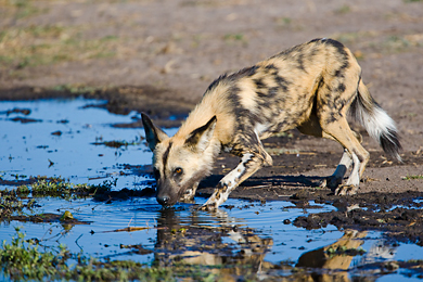 African wild dog having a drink