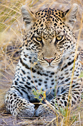 Lovely leopard