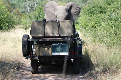 Elephant right of way, Leopard Hills