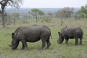 Rhino at Sabi