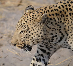 Leopard at DumaTau