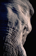 Africa safari image - Elephant close-up