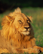 African Safaris - Botswana Lion