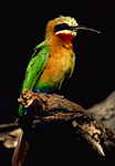 Safari in Africa - Whitefronted Bee-eater