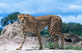 Cheetah seen from an African safari vehicle