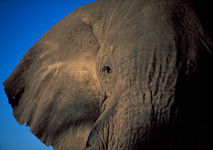 African safari - Elephant