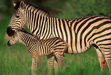 African Safari photo - Zebra with newborn foal