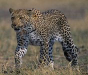 Africa's Big Five - Leopard