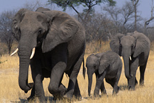 Africa's Big Five - Elephant