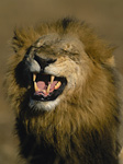 Africa's Big Five - Lion