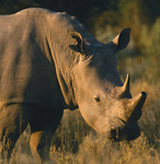 Africa's Big Five - Rhino