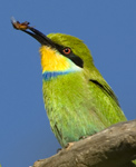Swallow-tailed Bee-eater and African Safari