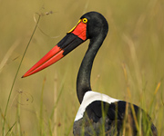 Marabou stork and African Safari