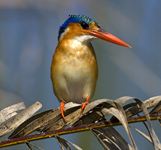 Safari Planning - Malachite Kingfisher