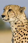 Botswana safari image - Cheetah