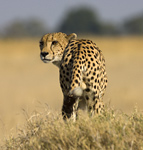 Cheetah seen on a Botswana safari