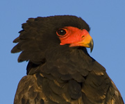 Bateleur Eagle in Botswana