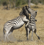 African safari image - Zebras