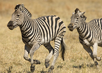 Zebras seen on African safaris