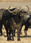 Africa's Big Five - Buffalo