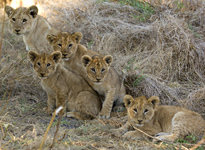 See Lions on your African Safari
