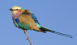 Safari photography and Lilac-breasted Roller