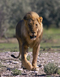 Lion safari in Namibia