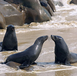 Seals at play - Namibia