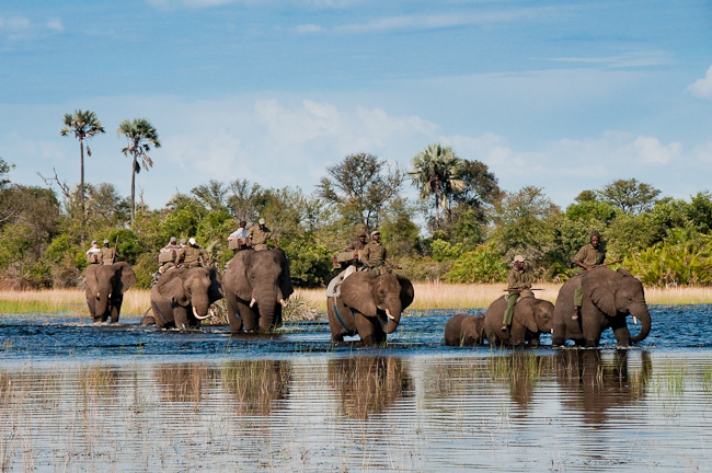 Elephant-back safari