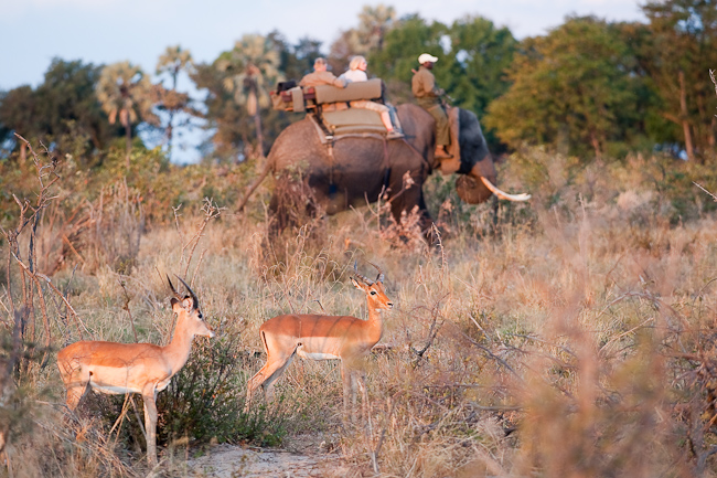 Elephant-back safari and impalas