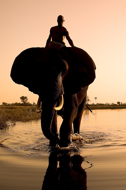 Mahout and elephant