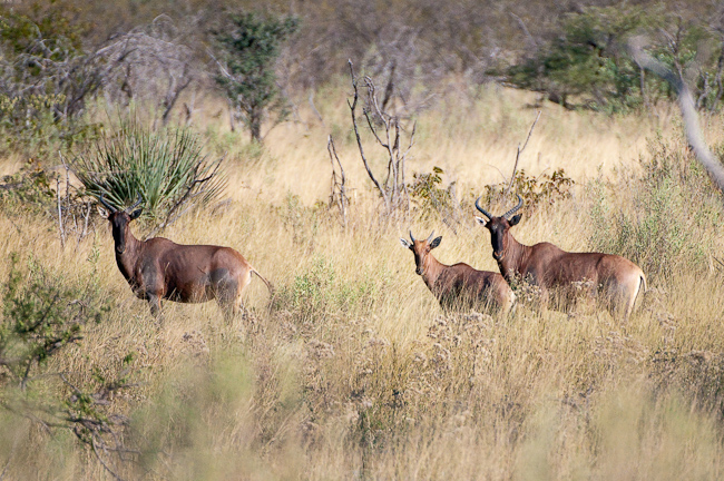 Tsessebe antelopes