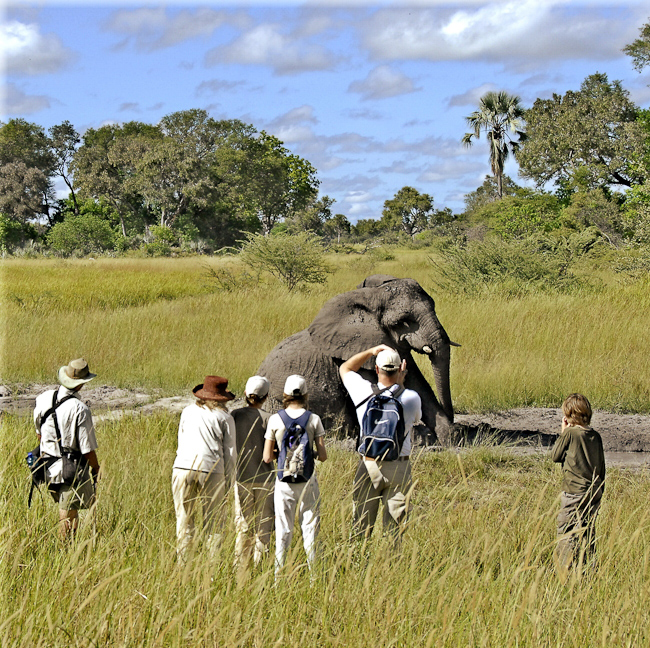 Elephant interaction activity