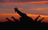 Giraffes at dusk, Botswana