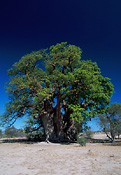Chapman's Baobab