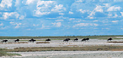 Wildebeests in the Makgadikgadi