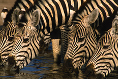 Zebras at a waterhole in Botswana