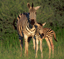 Zebra and newborn calf, Okavango Delta, Botswana