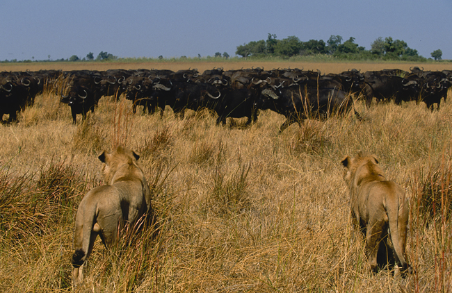 Lions and buffalos at Duba Plains Camp, Botswana