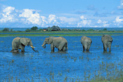Elephants on the Chobe River