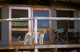 Resident Leopard at DumaTau Camp