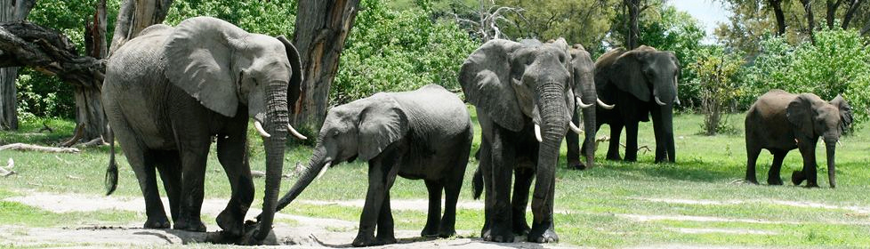 Elephants in the Moremi Game Reserve, Botswana