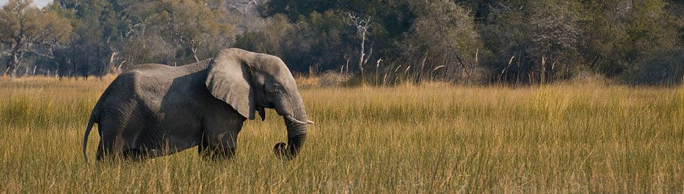 Elephant at Nxabega Tented Camp, Botswana